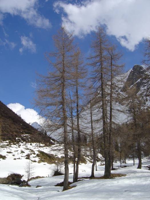 Vorfrühling im Sertig Vorfrühling im Sertig